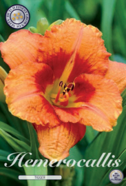 Hemerocallis Tigger