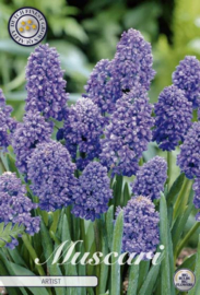 Muscari Armeniacum Artist