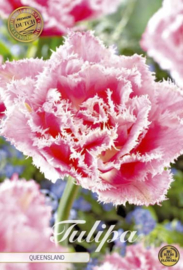 Tulipa Fringed Double Queensland