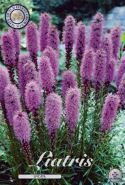 Liatris Spicata Purple