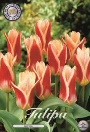 Tulipa Ancilla