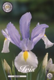 Iris Hollandica Surprise