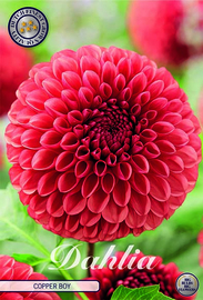 Dahlien Ball Copper Boy