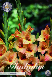Gladiolus Small Flowering Bocelli