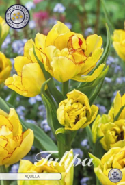 Tulipa Multiflora Aquila
