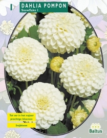 Dahlia Pompon Snowflake
