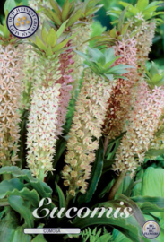 Eucomis Comosa