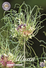 Allium Hair