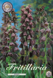 Fritillaria Imperialis Persica