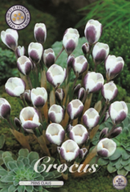 Crocus Chrysanthus Prins Claus