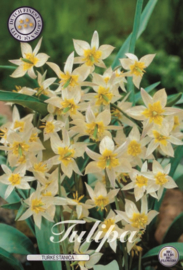 Tulipa Specie Turkestanica