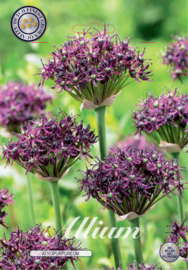 Allium Atropupureum