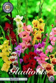 Gladiolus Small Flowering Butterfly