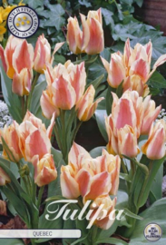 Tulipa Greigii Quebec