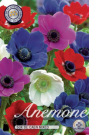 Anemone The Caen Mixed
