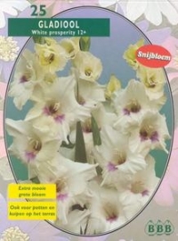 Gladiolus White Prosperity