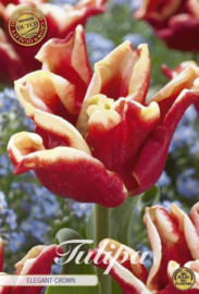 Tulipa Elegant Crown
