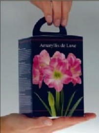 Amaryllis Rosa in 4-Eckige Karton