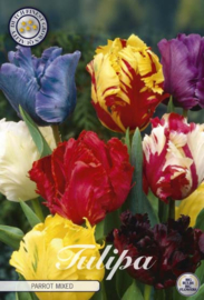 Tulipa Parrot Mix