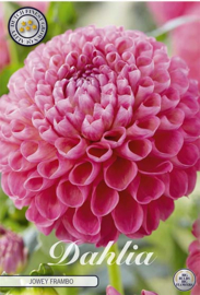 Dahlia Ball Jowey Frambo