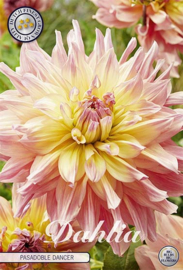 Dahlia Decoratief Pasadoble Dancer