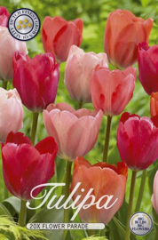 Tulipa Garden Flower Parade