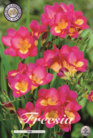 Freesia Single Pink