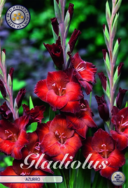 Gladiolus Azurro