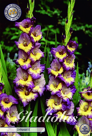 Gladiolus Large Flowering Dynamite