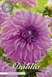 Dahlia Decoratief Vassio Meggos