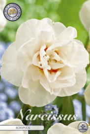 Narcis Double Acropolis