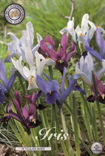 Iris Reticulata mix