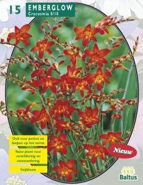 Crocosmia Emberglow