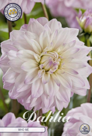 Dahlia Decoratief Who Me