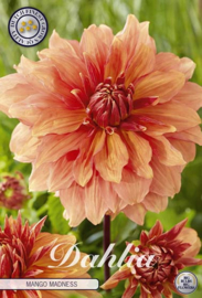 Dahlia Decoratief Mango Madness