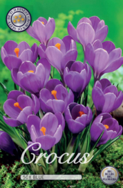 Crocus Vernus Blue