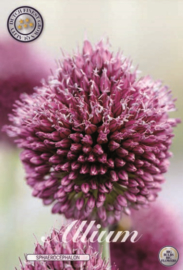 Allium Sphaerocephalon