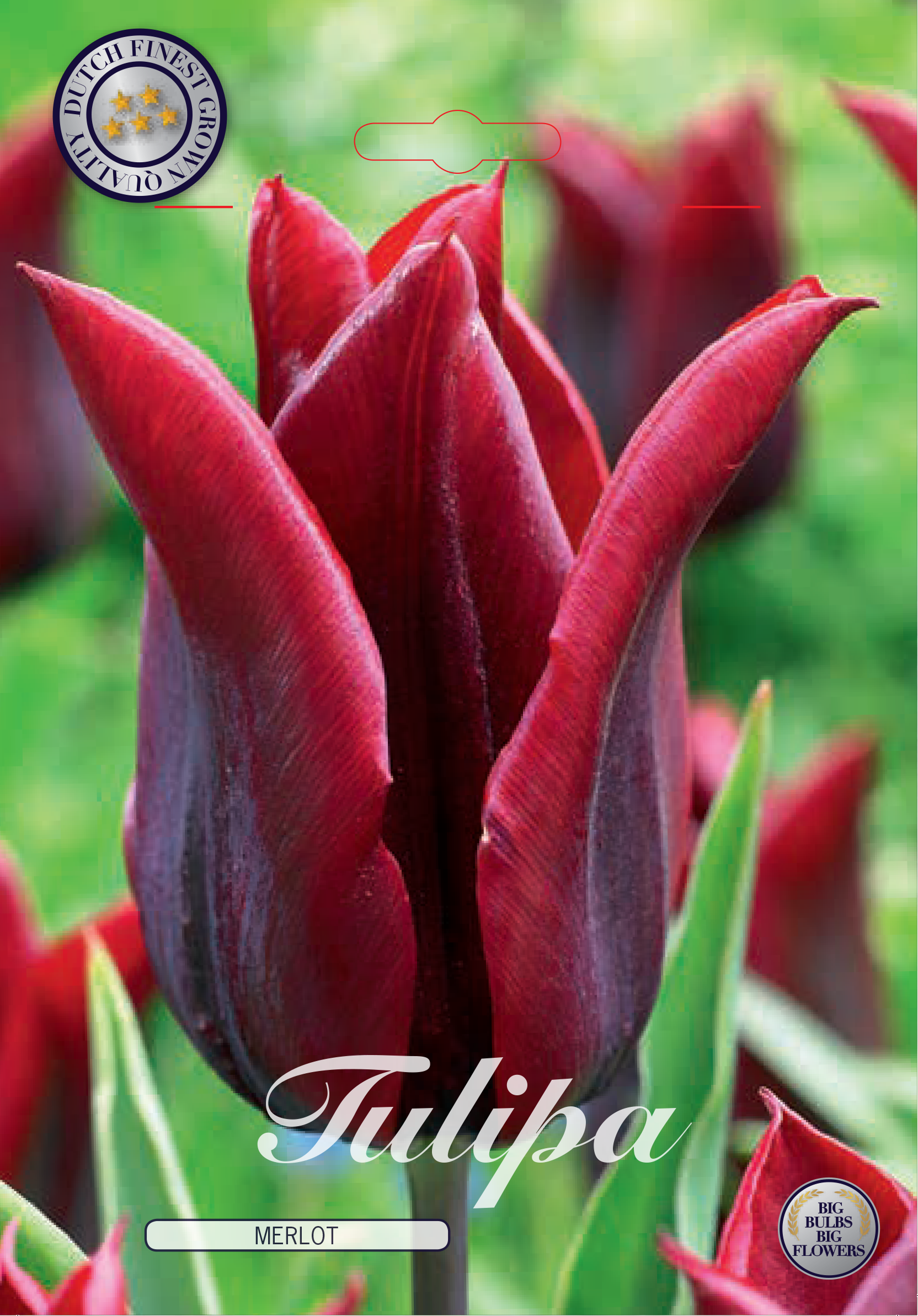 Tulipa Lilyflowering Merlot