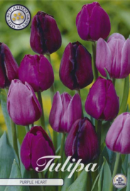 Tulipa Garden Purple Heart