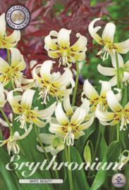 Erythronium White Beauty