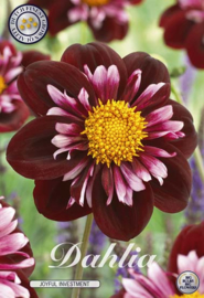 Dahlia Special Joyfull Investment