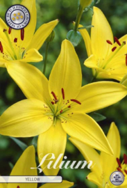 Lilium Asiatic Fata Morgana