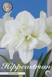 Amaryllis White Nympf Gefuhlt