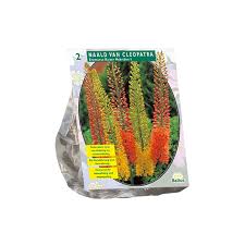 Eremurus Ruiter Hybriden, Mix