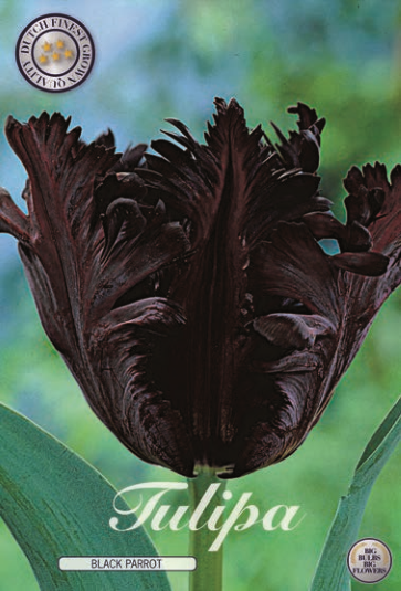 Tulipa Black Parrot