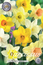 Narcis Trumpet Mixed