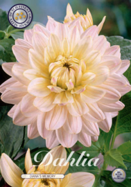 Dahlia Decoratief Diana's Memory