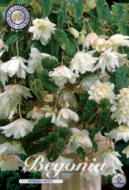 Begonia Pendula White