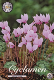Cyclamen Hederifolium