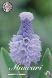 Muscari Azureum